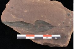 Foto (Detailsansicht) von Quercus palaeoilex Ettingshausen (NHMW-GEO-2024-0188-0882)